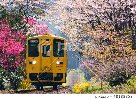 春爛漫、桜のトンネルとY-DC イエローワンマンカー 春爛漫、桜のトンネルとY-DC イエローワンマンカー 48188858