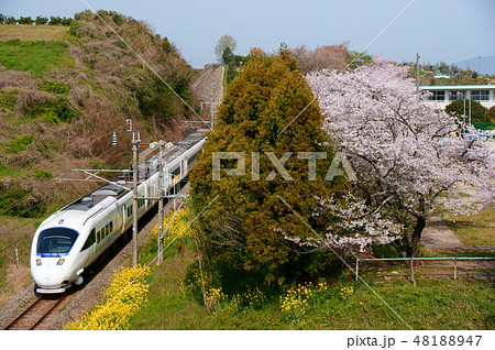 春爛漫、七浦の桜と885系・白いかもめ 春爛漫、七浦の桜と885系・白いかもめ 48188947