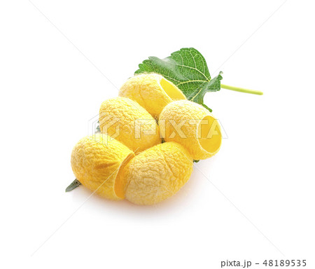yellow thai silkworm cocoons pile isolated 48189535