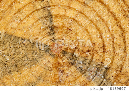 Circular wood cross section Circular wood cross section 48189697