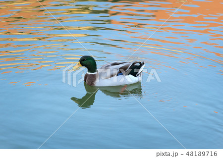 Adult male duck in river or lake swimming in water 48189716