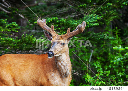 Deer Deer 48189844
