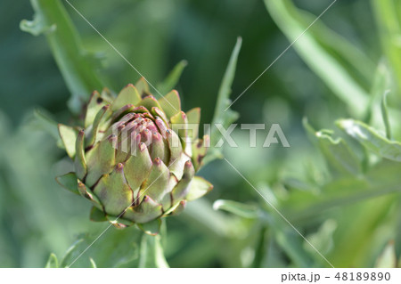 Artichoke thistle Artichoke thistle 48189890