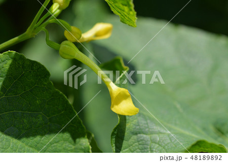 Common birthwort 48189892