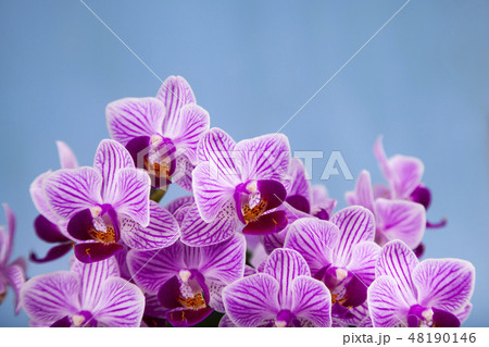 Beautiful pink orchid closeup. Beautiful pink orchid closeup. 48190146