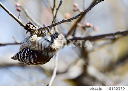 キツツキ目キツツキ科コゲラ キツツキ目キツツキ科コゲラ 48190370