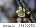 梅の花一輪 48190753