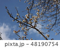 梅の花と青空 48190754