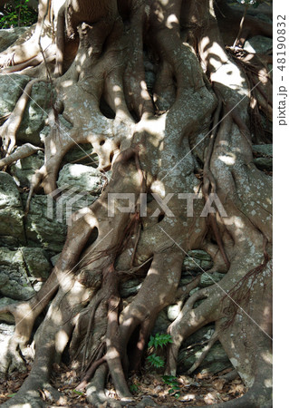 アコウの木の根・高知県室戸岬 48190832