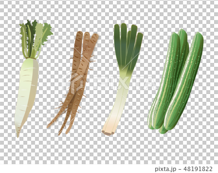 野菜　大根　ネギ　胡瓜　ゴボウ　イラスト 48191822