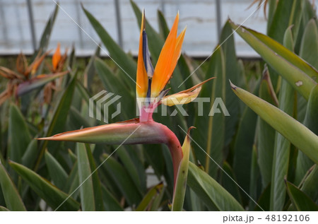 極楽鳥花 極楽鳥花 48192106