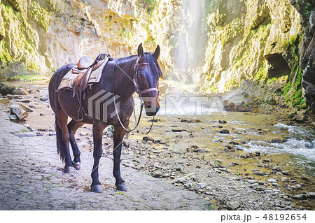 Brown horse on the background of mountains and waterfall 48192654