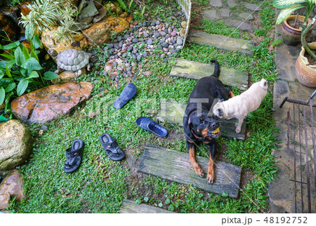 Two dogs in a garden 48192752