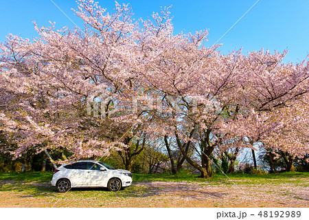 写真素材：香川県、聖通寺山、桜、風景、春、自動車 48192989