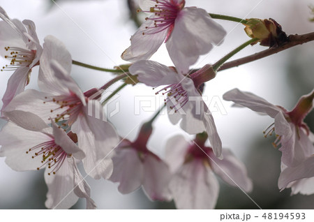 桜の花 48194593