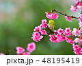 桜 さくら サクラ 48195419