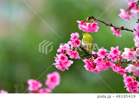 桜 さくら サクラ 48195419