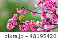 桜 さくら サクラ 48195420
