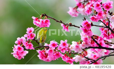 桜 さくら サクラ 48195420