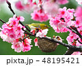 桜 さくら サクラ 48195421