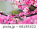 桜 さくら サクラ 48195422