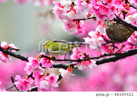 桜 さくら サクラ 48195422