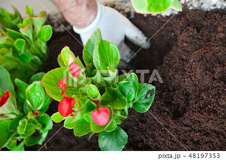 Plants of cyclamens Plants of cyclamens 48197353