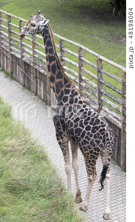 portrait of giraffe on background of green foliag portrait of giraffe on background of green foliag 48198004