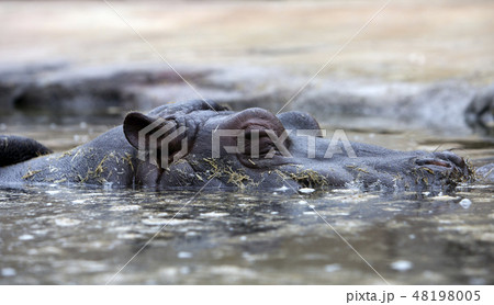 hippo lies in the water hippo lies in the water 48198005