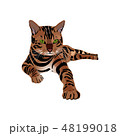 Bengal Cat brown-spotted 48199018