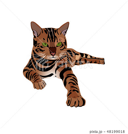 Bengal Cat brown-spotted 48199018