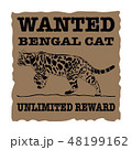 Wanted Bengal Cat 48199162