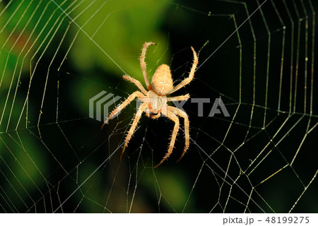 Big brown spider on its web Big brown spider on its web 48199275