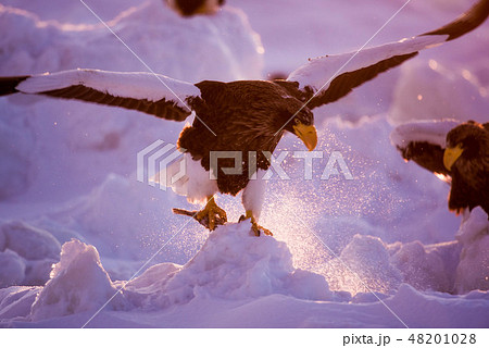 知床　冬 48201028