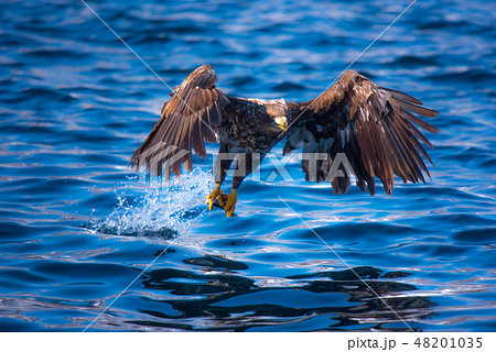 知床　冬 48201035