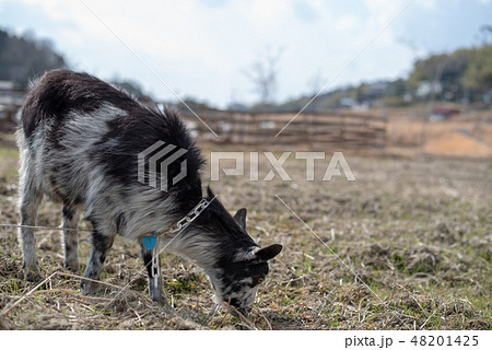 牧場のヤギ 48201425