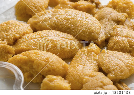 北海道の美味しい雲丹 48201438