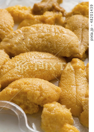 北海道の美味しい雲丹 北海道の美味しい雲丹 48201439