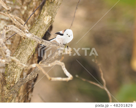 枝に止まるシマエナガの全身、右向き 枝に止まるシマエナガの全身、右向き 48201829