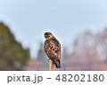 獲物を見回すノスリ 獲物を見回すノスリ 48202180
