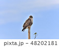 獲物を見回すノスリ 獲物を見回すノスリ 48202181
