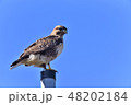 獲物を見回すノスリ 獲物を見回すノスリ 48202184