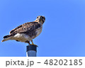 獲物を見回すノスリ 獲物を見回すノスリ 48202185