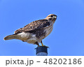 獲物を見回すノスリ 獲物を見回すノスリ 48202186