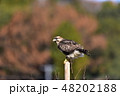 獲物を見回すノスリ 獲物を見回すノスリ 48202188