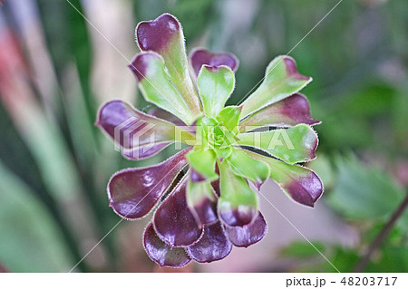 アエオニウムの葉 48203717