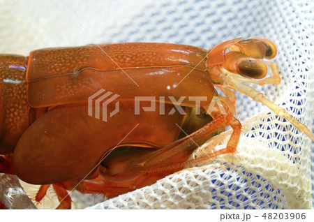 シャコ（フトユビシャコモドキ）頭部 48203906