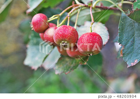 塩害を受けたオオミサンザシの実と葉 48203934