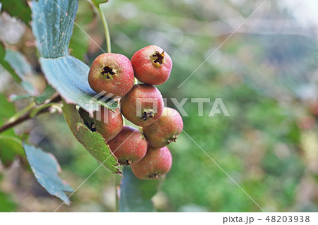 塩害を受けたオオミサンザシの実と葉 48203938