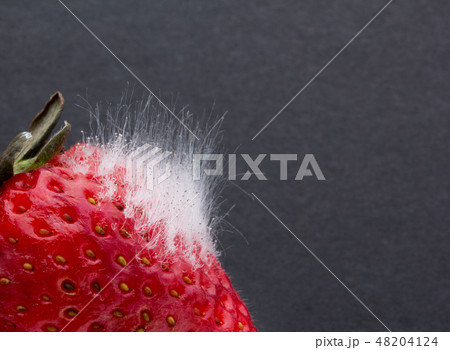 イチゴに感染したムコール　Mucor piriformis　植菌2日目 48204124